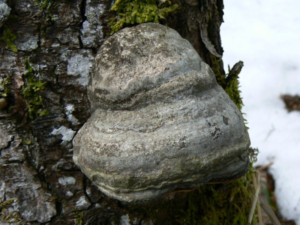 Ignoto 2.... (Fomitopsis pinicola)